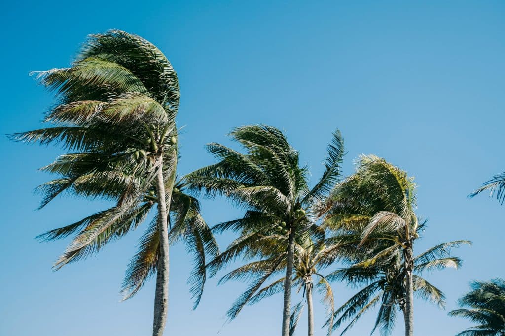 Tall palm trees sway in the wind against a clear blue sky, their green fronds bending to the right, suggesting a breezy, tropical environment.